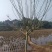 芙蓉基地直供价格实惠诚信经营品质保证欢迎来电！