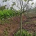 芙蓉基地直供价格实惠诚信经营品质保证欢迎来电！