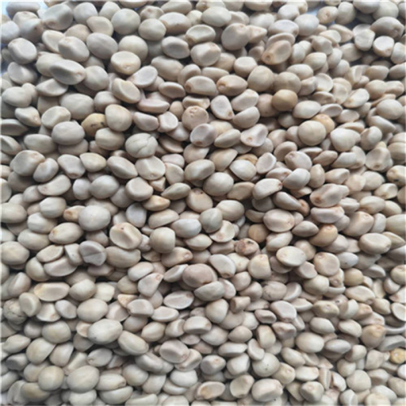 金丝指葫芦种子特种蔬菜种盆栽阳台菜籽药用指葫芦四