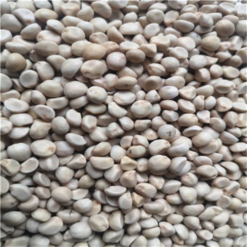 金丝指葫芦种子特种蔬菜种盆栽阳台菜籽药用指葫芦四