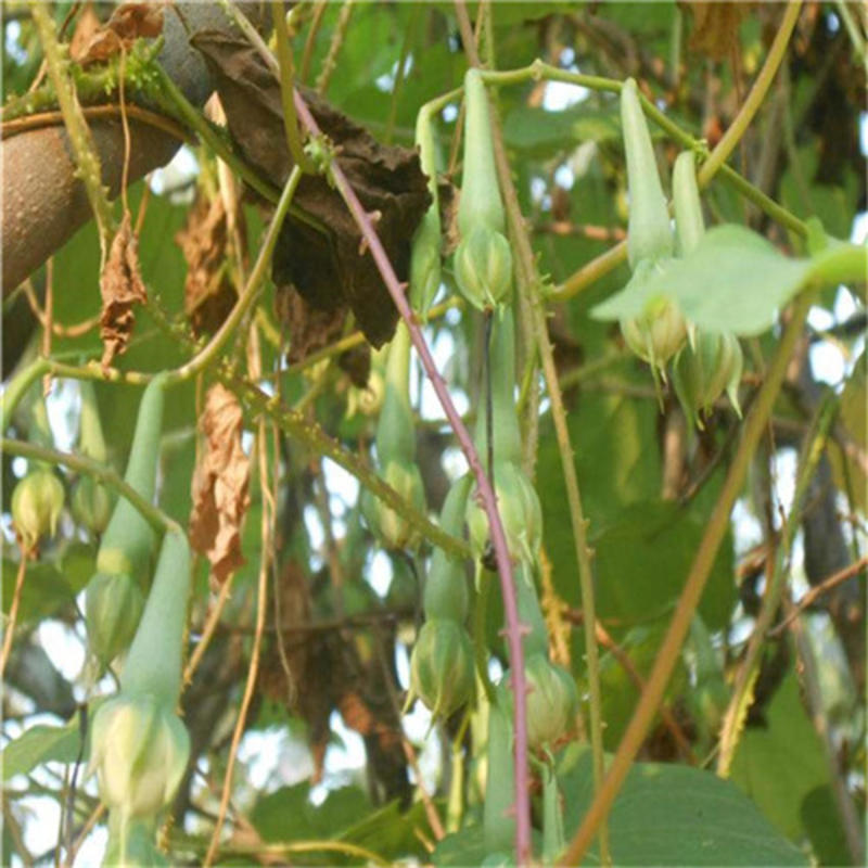 金丝指葫芦种子特种蔬菜种盆栽阳台菜籽药用指葫芦四