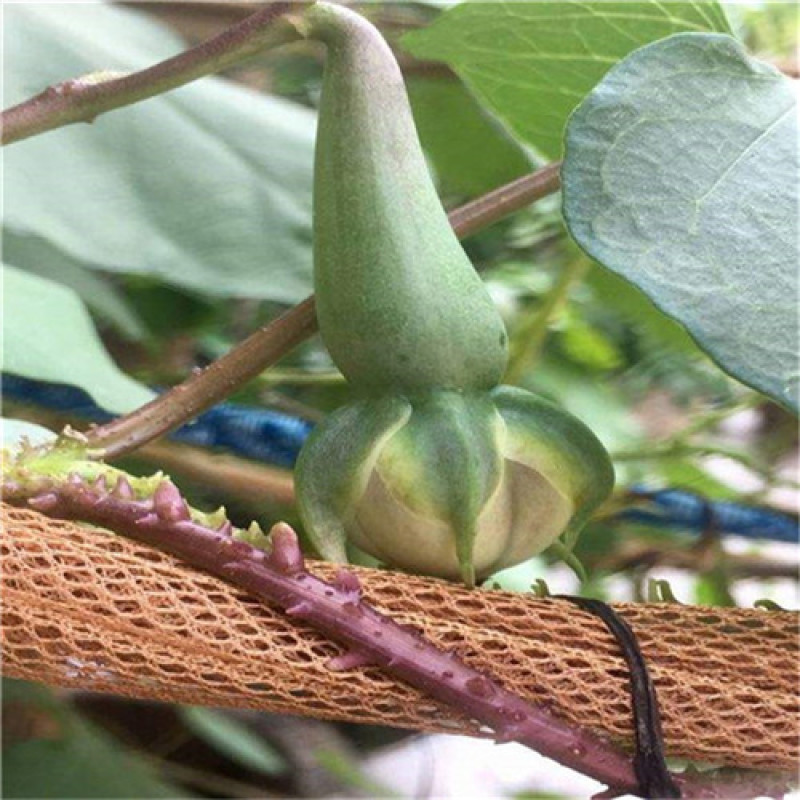 金丝指葫芦种子特种蔬菜种盆栽阳台菜籽药用指葫芦四