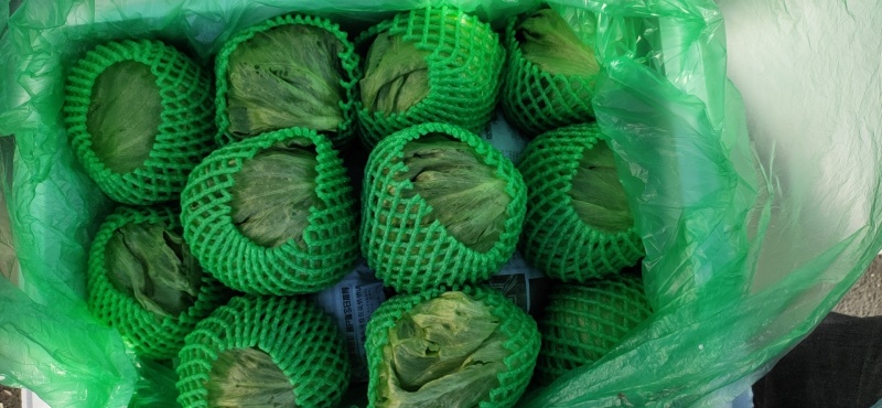 【生菜】善和圆鑫精品球生菜基地种植冷库加工品质保证