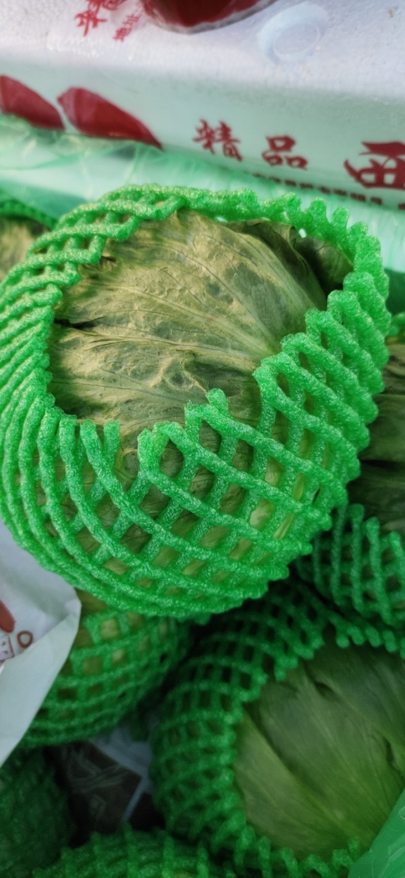 【生菜】善和圆鑫精品球生菜基地种植冷库加工品质保证