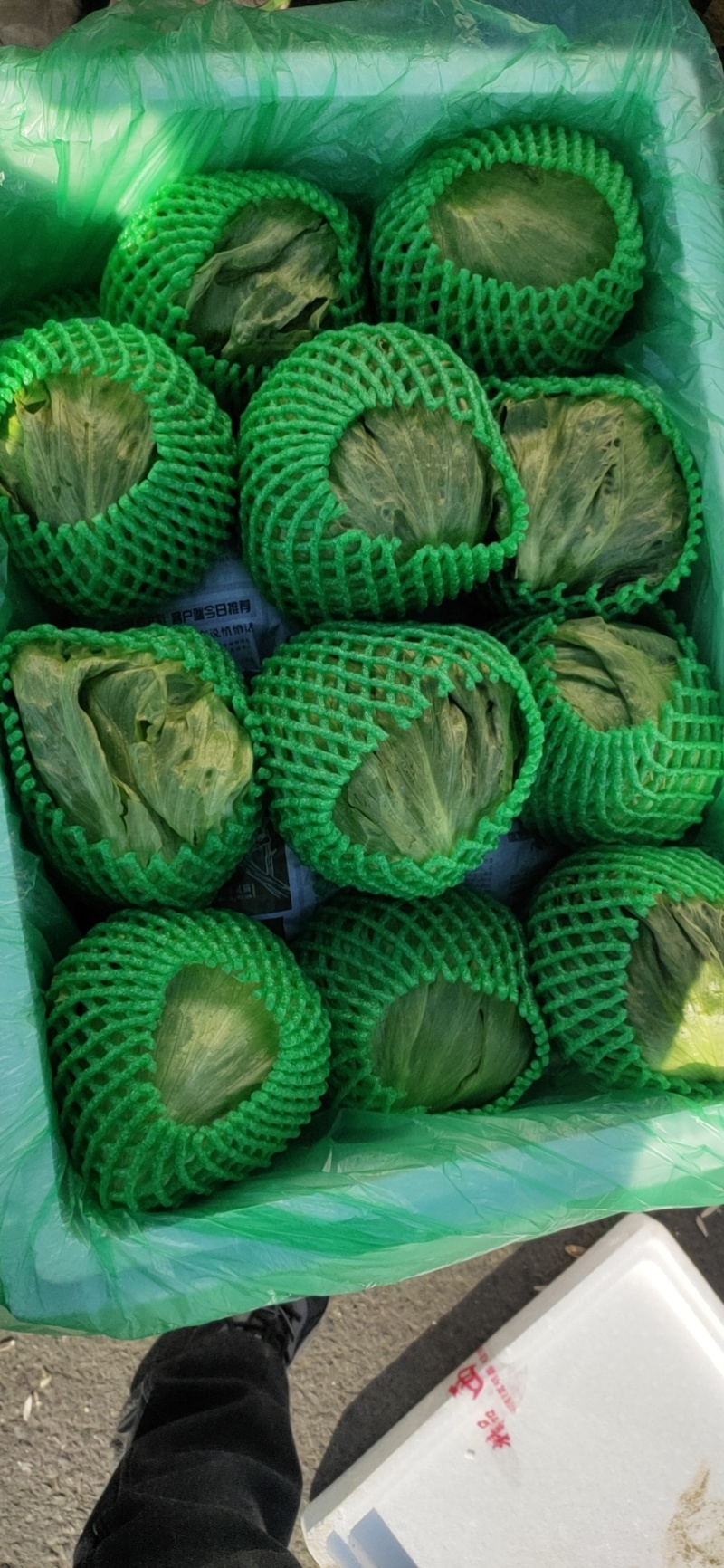 【生菜】善和圆鑫精品球生菜基地种植冷库加工品质保证