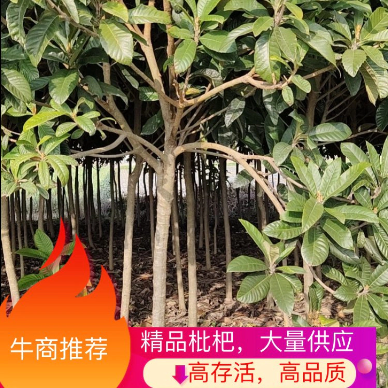 江苏枇杷树【热卖】规格多选，树冠整齐美观，可做园林绿化
