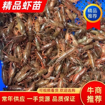 虾苗种虾常年供应成品虾联系我时候请说是在一亩田上看见的