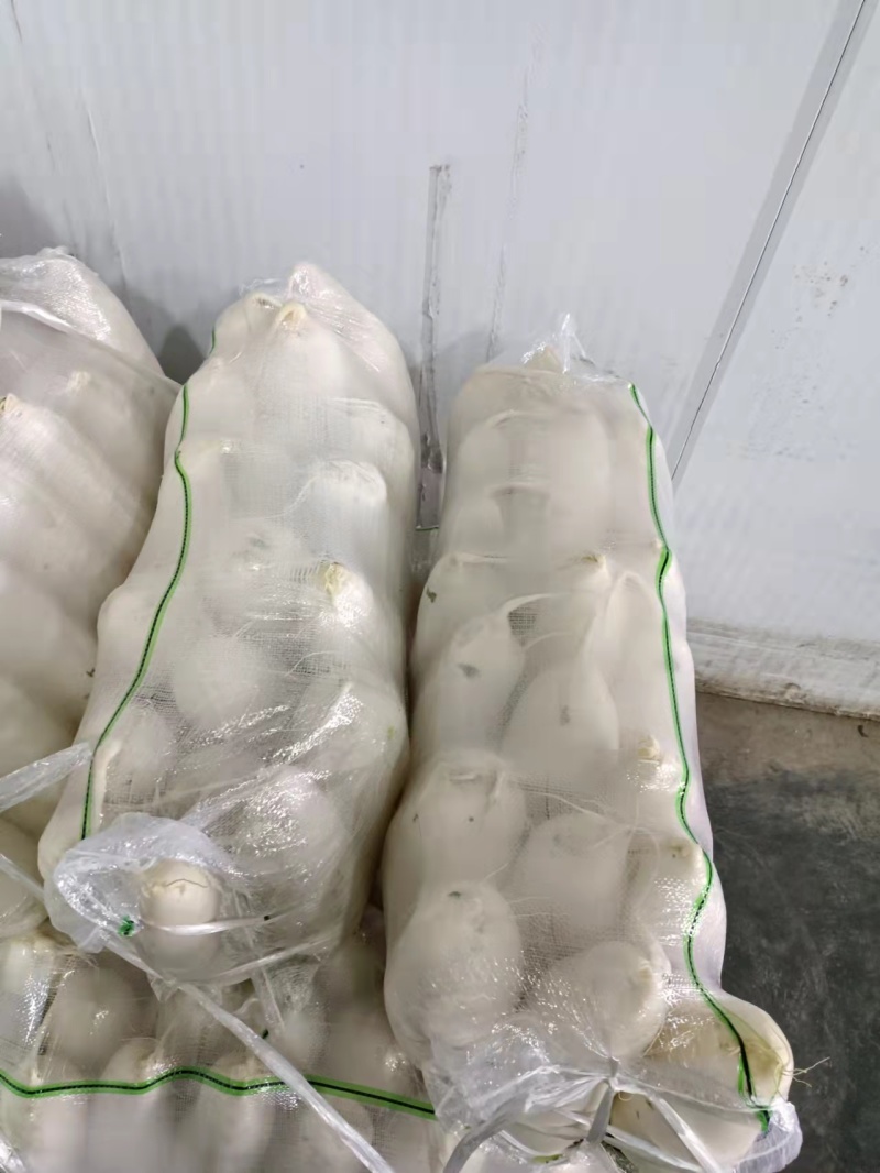 湖北沙洋白萝卜，大量上市货源充足提供装车找货一条龙服务