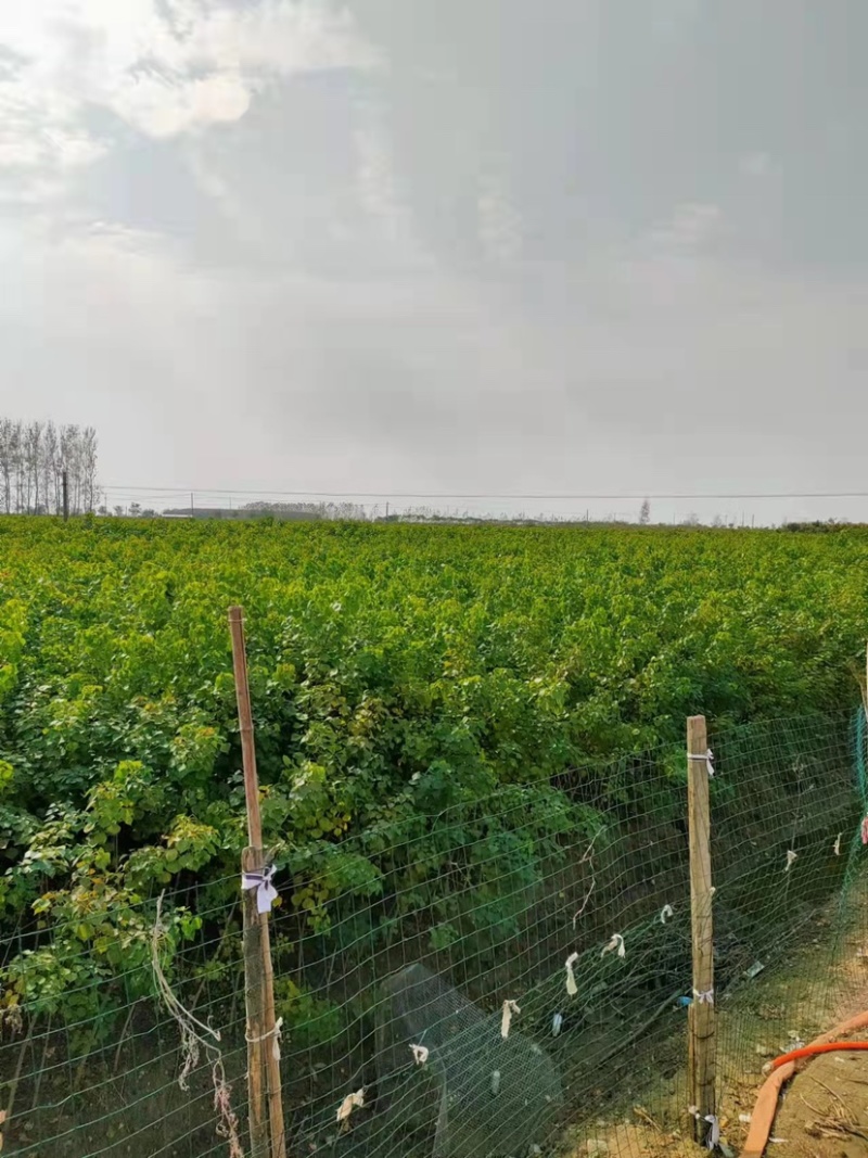 江苏沭阳精品乌桕树乌桕产地直发货量充足量大从优