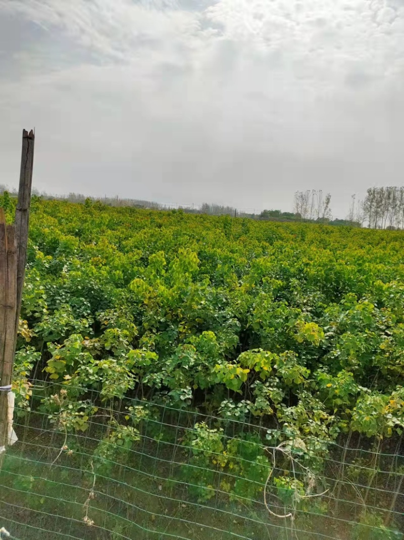 江苏沭阳精品乌桕树乌桕产地直发货量充足量大从优