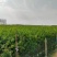 江苏沭阳精品乌桕树乌桕产地直发货量充足量大从优