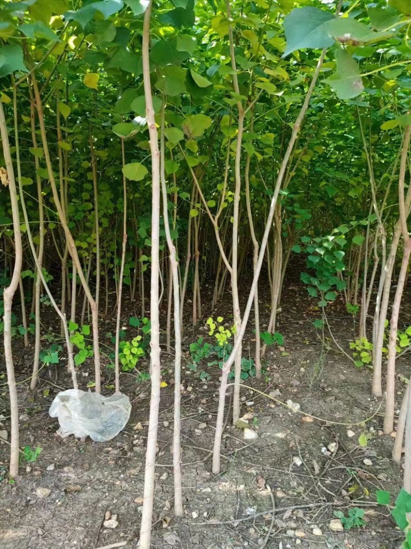江苏沭阳精品乌桕树乌桕产地直发货量充足量大从优