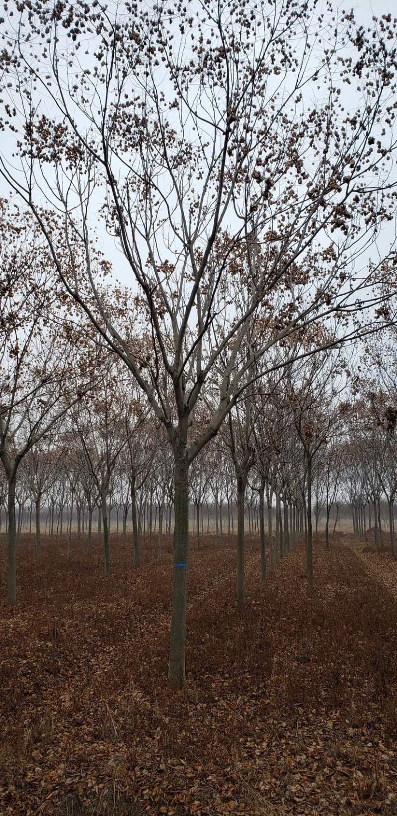 江苏沭阳精品栾树产地直发货量充足量大从优欢迎采购