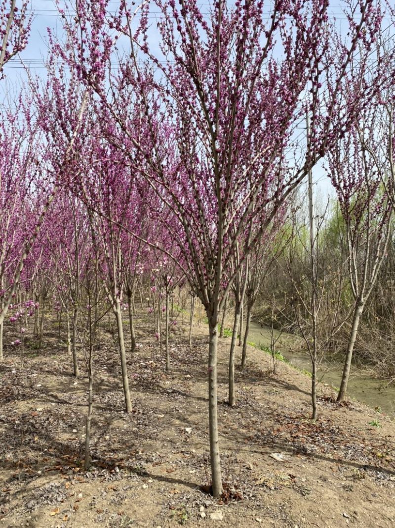 江苏沭阳精品紫荆单杆紫荆丛生紫荆产地直发货量充足