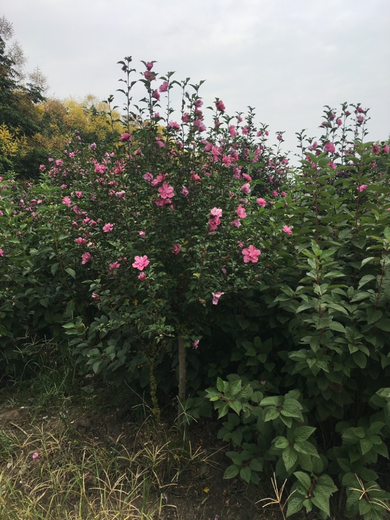江苏沭阳精品木槿基地直发货量充足量大从优一手货源