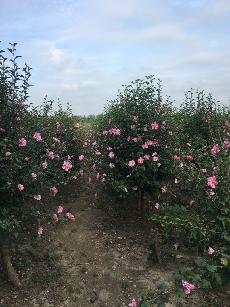 江苏沭阳精品木槿基地直发货量充足量大从优一手货源