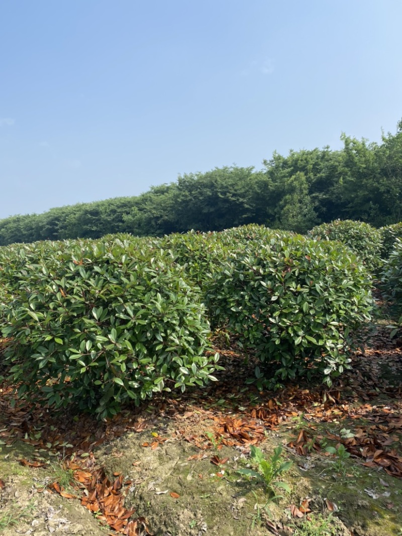 江苏沭阳精品红叶石楠红叶石楠球产地直发货量充足