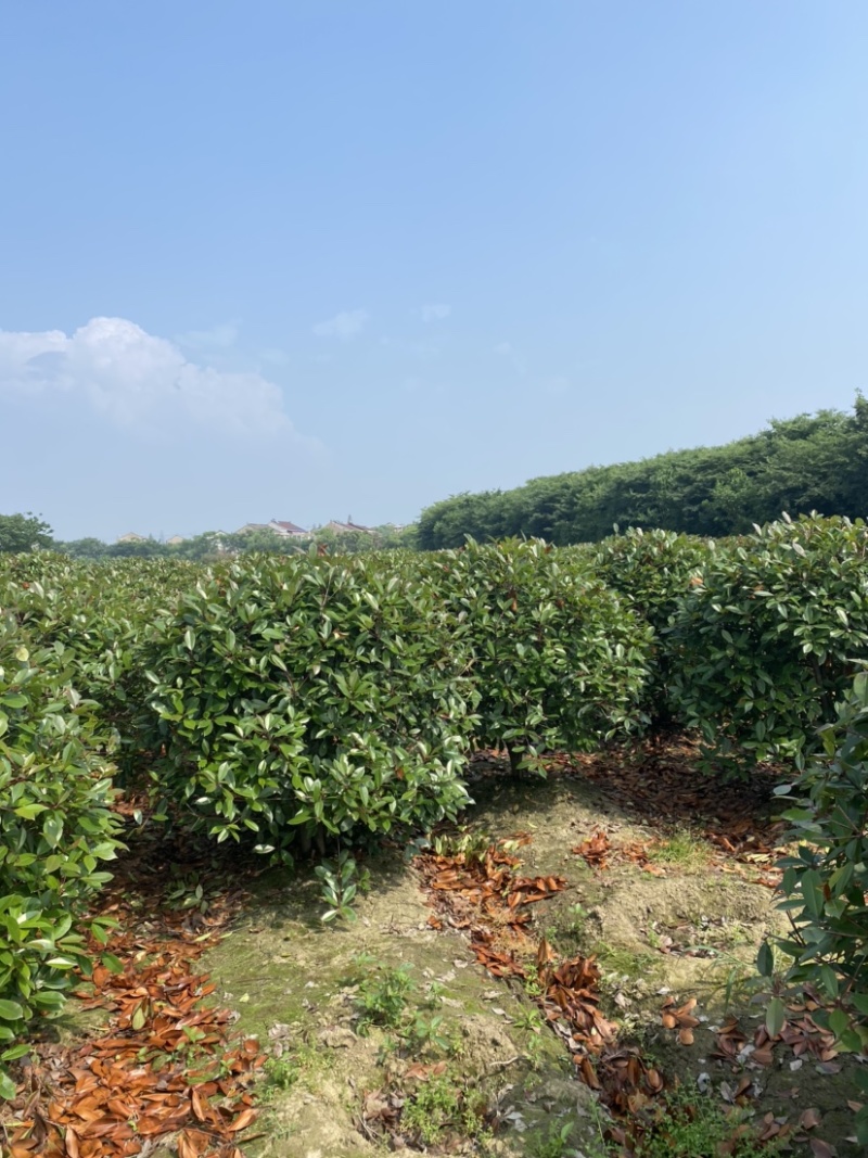 江苏沭阳精品红叶石楠红叶石楠球产地直发货量充足