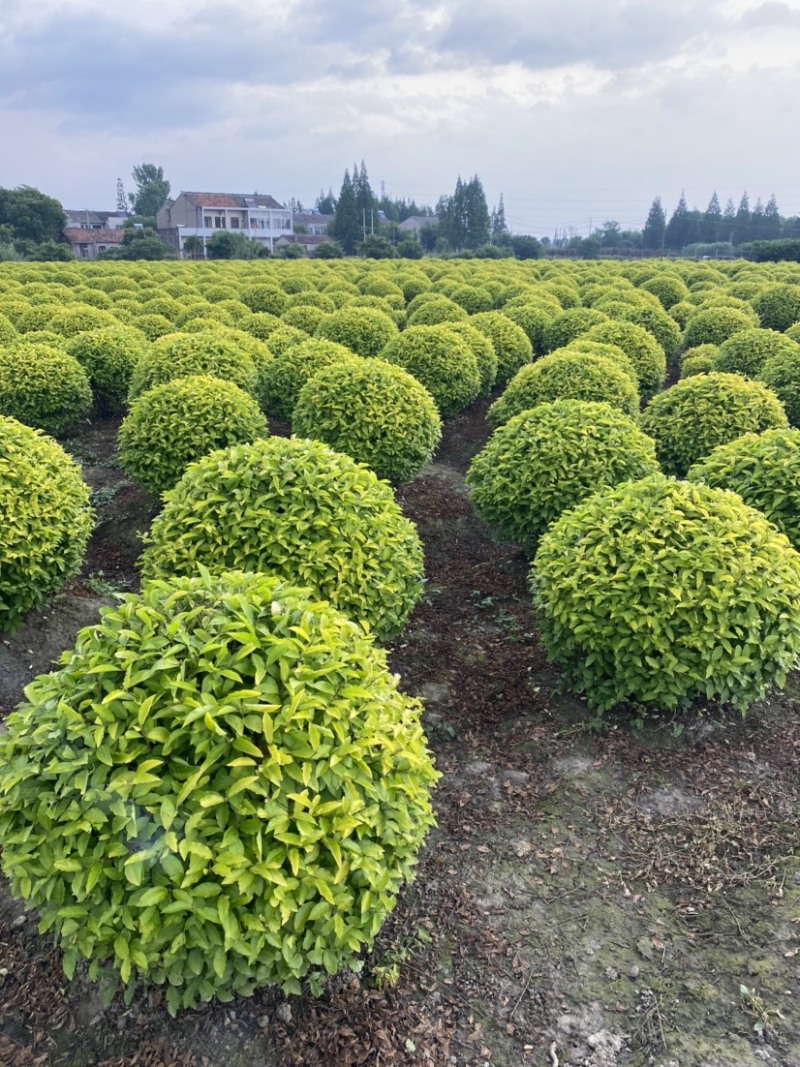 江苏沭阳金冠女贞球精品女贞产地直发货量充足一手货源