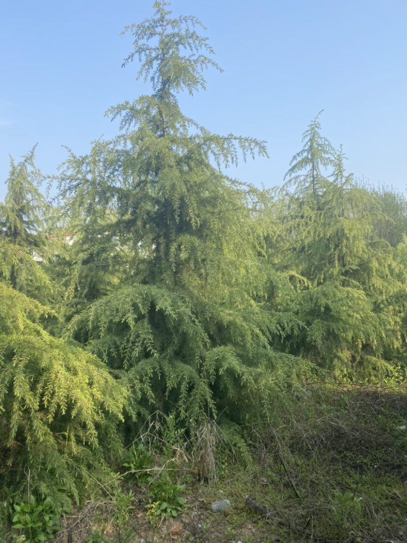 江苏沐阳精品松树雪松基地直发货量充足一手货源
