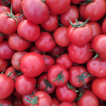 硬粉西红柿精品西红柿，弧三以上，硬粉硬果，个头均匀