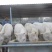 山东大型养殖基地纯种牛犊，8元一斤，欢迎选购