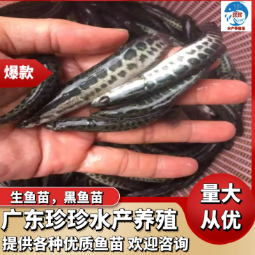 【热销】广东生鱼苗黑鱼苗斑鱼苗量大从优（支持水花批发）
