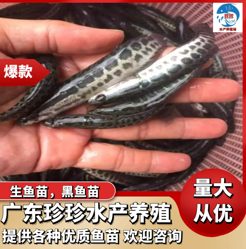 【热销】广东生鱼苗黑鱼苗斑鱼苗量大从优（支持水花批发）