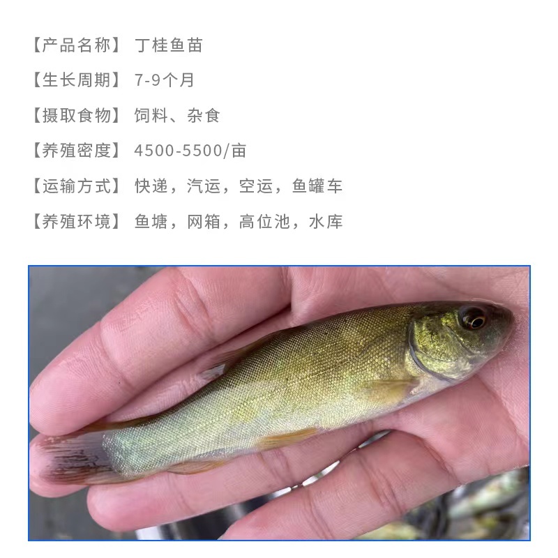 【优质好苗】精品丁桂鱼苗水产养殖基地价格低批发包成活包指导