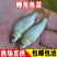【牛商推荐】精品鲤鱼苗活体淡水食用鱼苗产地直发量大价低包