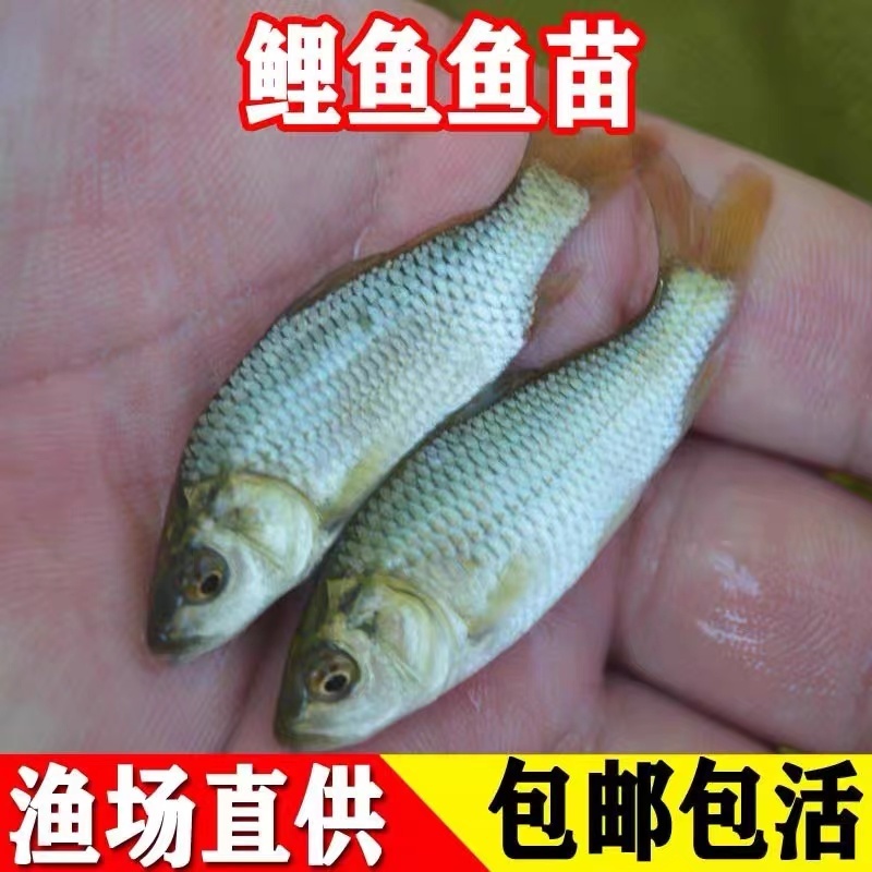 【牛商推荐】精品鲤鱼苗活体淡水食用鱼苗产地直发量大价低包