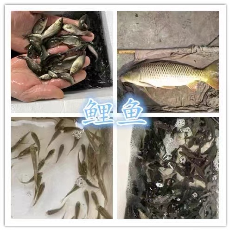 【牛商推荐】精品鲤鱼苗活体淡水食用鱼苗产地直发量大价低包