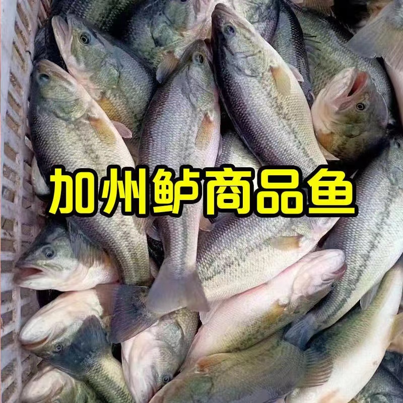 【精选推荐】加州鲈鱼苗活体淡水产地直发规格齐全批发保证