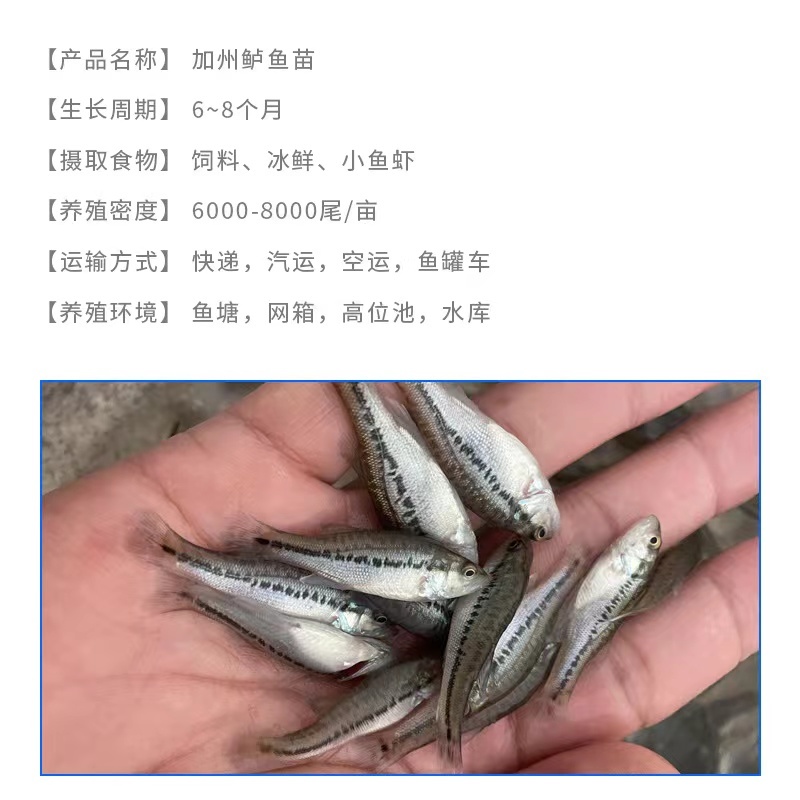 【精选推荐】加州鲈鱼苗活体淡水产地直发规格齐全批发保证