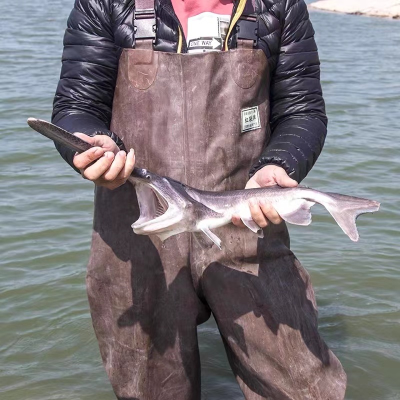 【保证成活】优质鸭嘴鱼苗活体水产养殖场全年发货优质商家