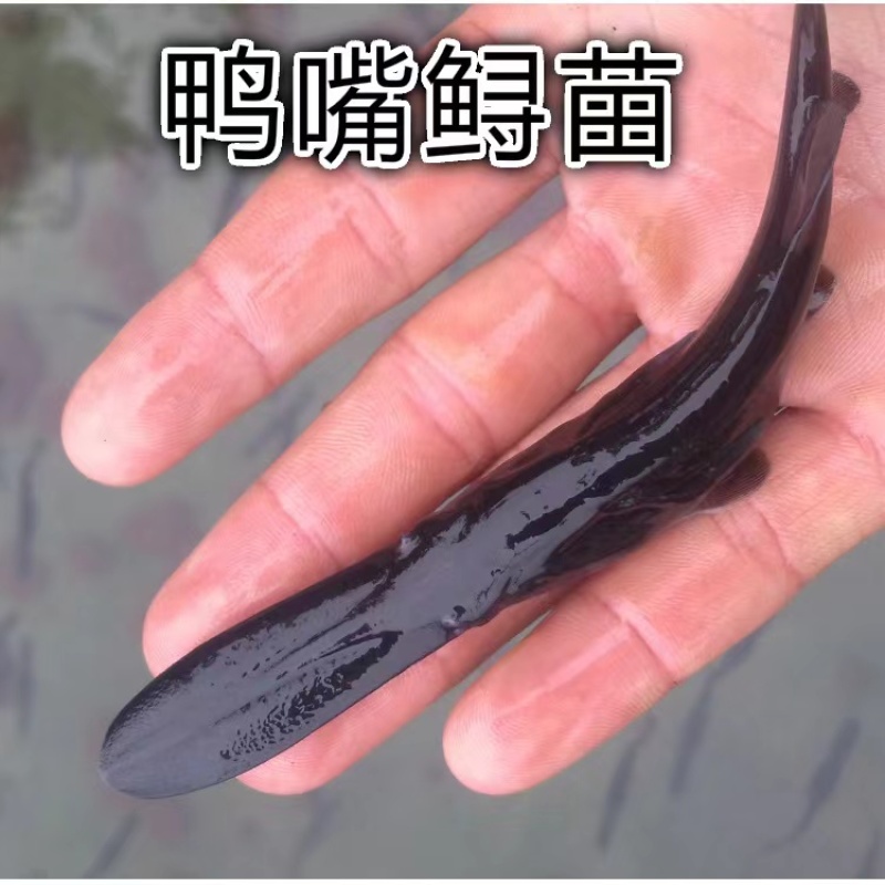 【保证成活】优质鸭嘴鱼苗活体水产养殖场全年发货优质商家