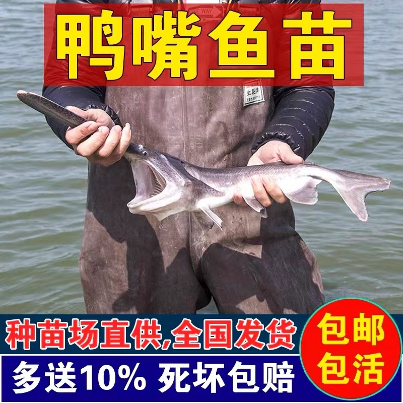 【保证成活】优质鸭嘴鱼苗活体水产养殖场全年发货优质商家