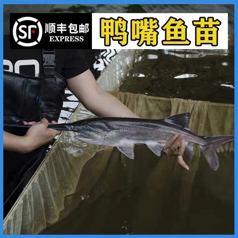 【保证成活】优质鸭嘴鱼苗活体水产养殖场全年发货优质商家