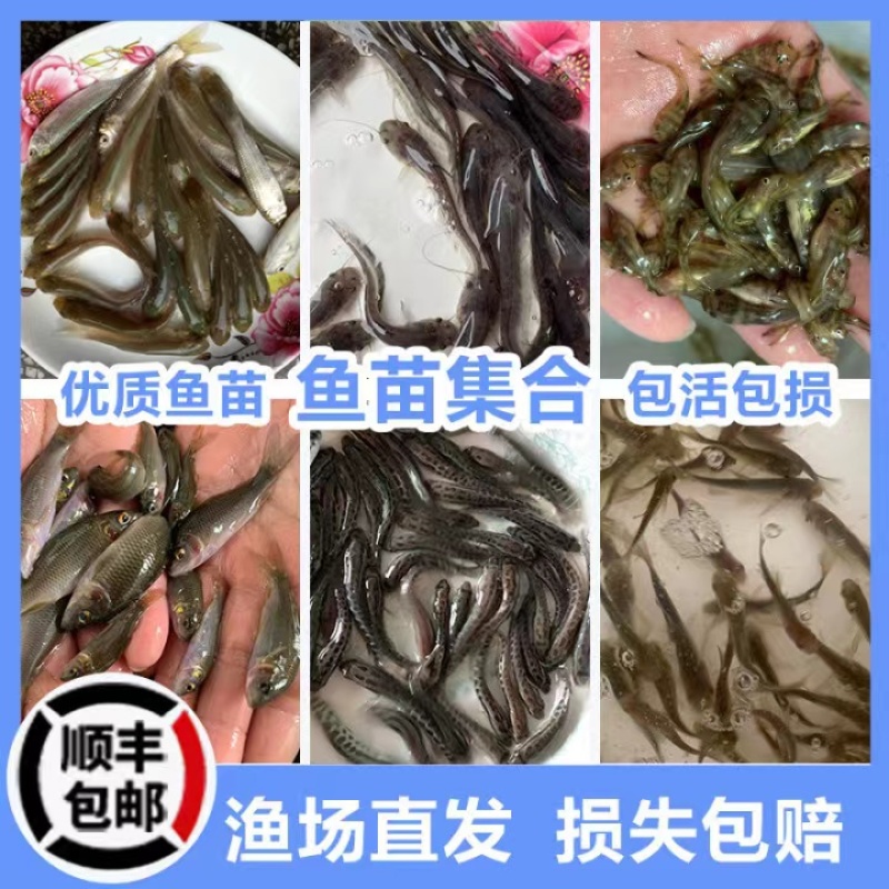 【保证成活】优质鸭嘴鱼苗活体水产养殖场全年发货优质商家