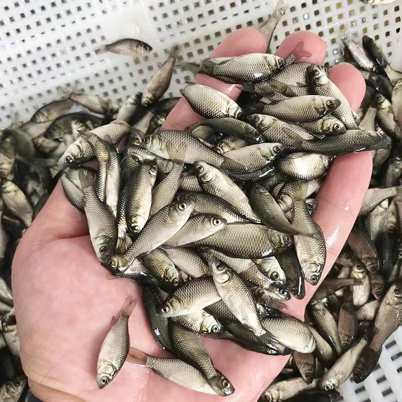 【精选】鲫鱼苗中科三号白鲫银鲫淡水养殖场规格齐全批发包