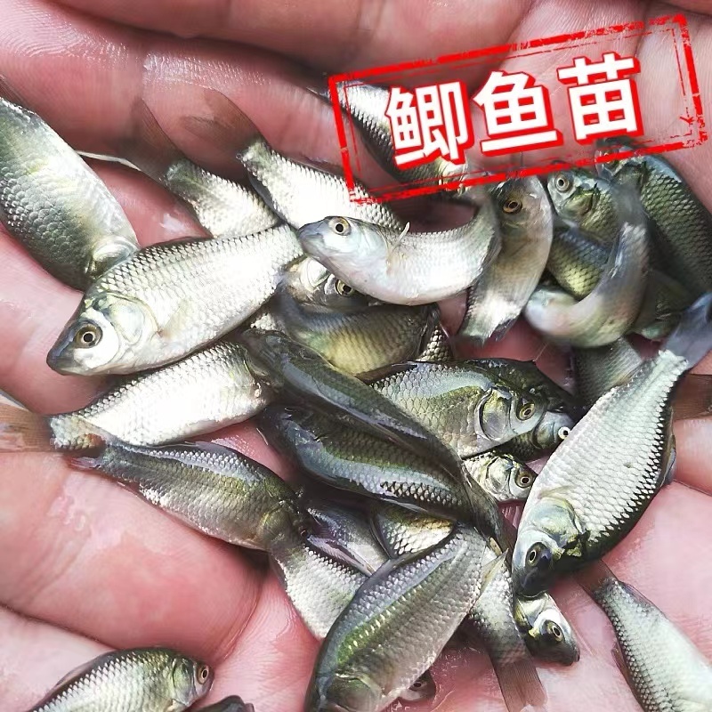 【精选】鲫鱼苗中科三号白鲫银鲫淡水养殖场规格齐全批发包
