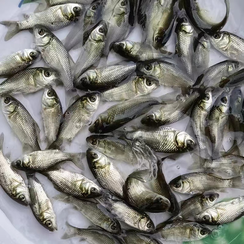【精选】鲫鱼苗中科三号白鲫银鲫淡水养殖场规格齐全批发包