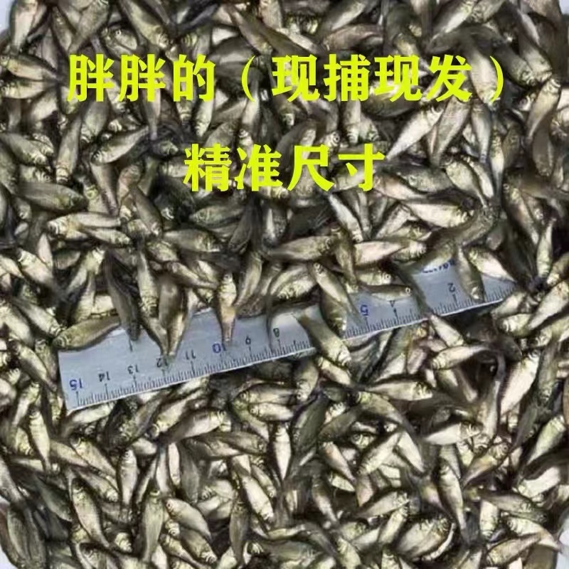 【精选】鲫鱼苗中科三号白鲫银鲫淡水养殖场规格齐全批发包