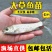 【精选推荐】包活优质草鱼苗全年发货水产基地源头价格低