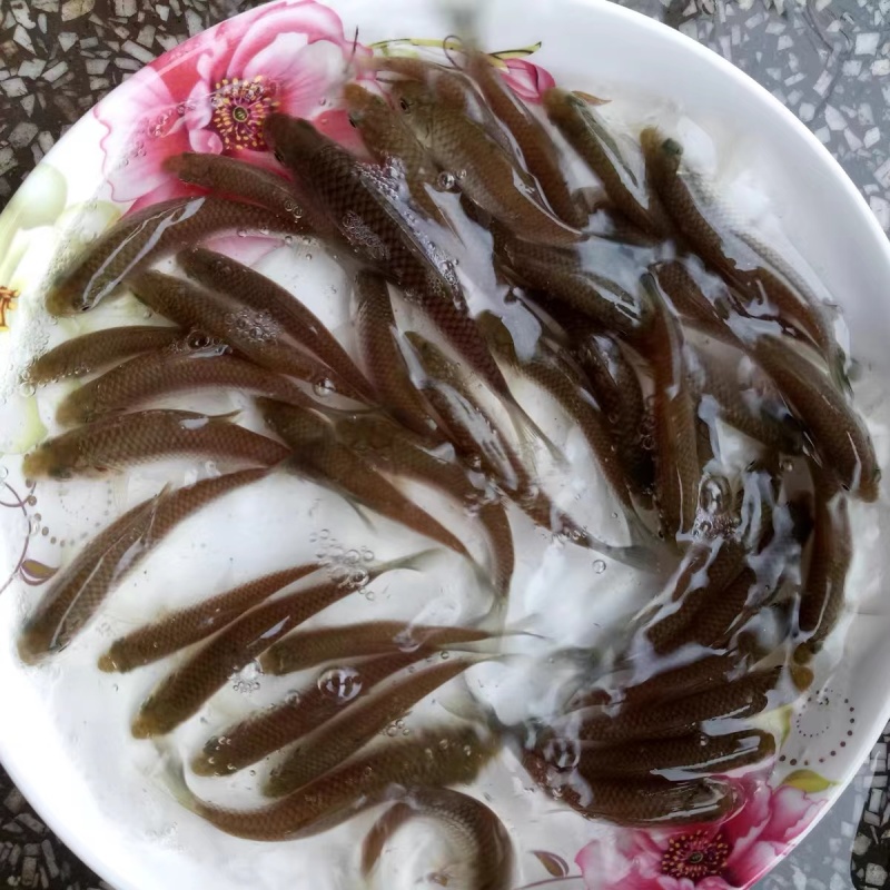 【精选推荐】优质青波清波鱼苗中华倒刺鲅鱼量大价低一手货源