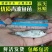 【精选推荐】优质青波清波鱼苗中华倒刺鲅鱼量大价低一手货源