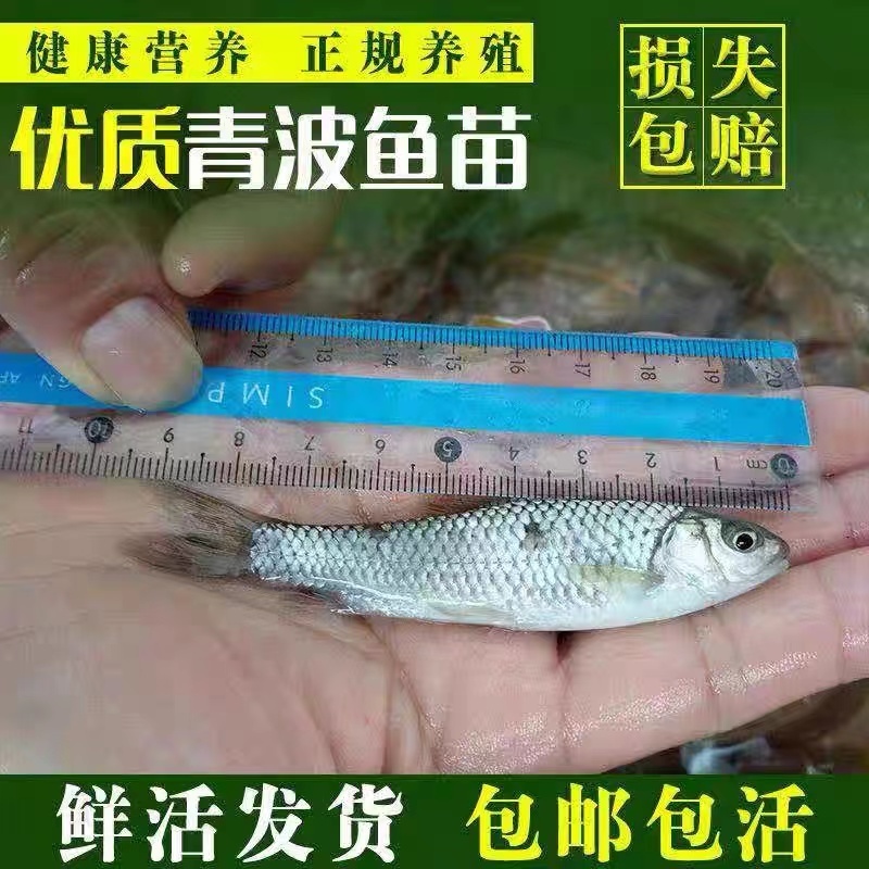 【精选推荐】优质青波清波鱼苗中华倒刺鲅鱼量大价低一手货源