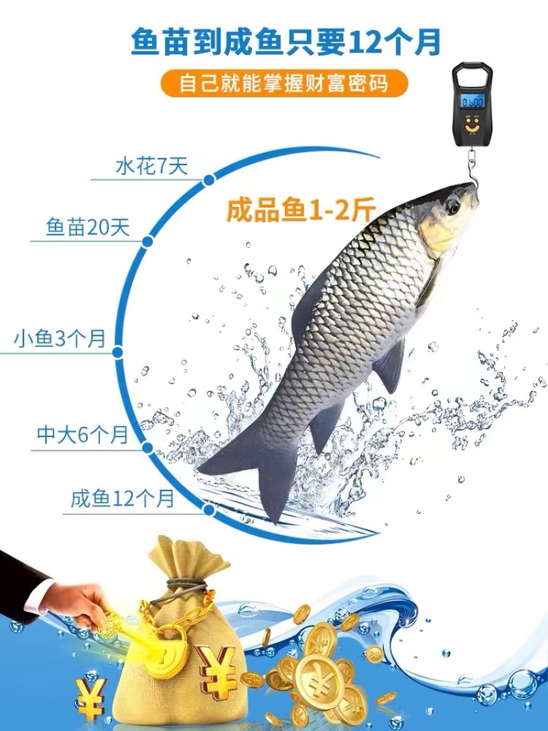 【精选推荐】优质青波清波鱼苗中华倒刺鲅鱼量大价低一手货源