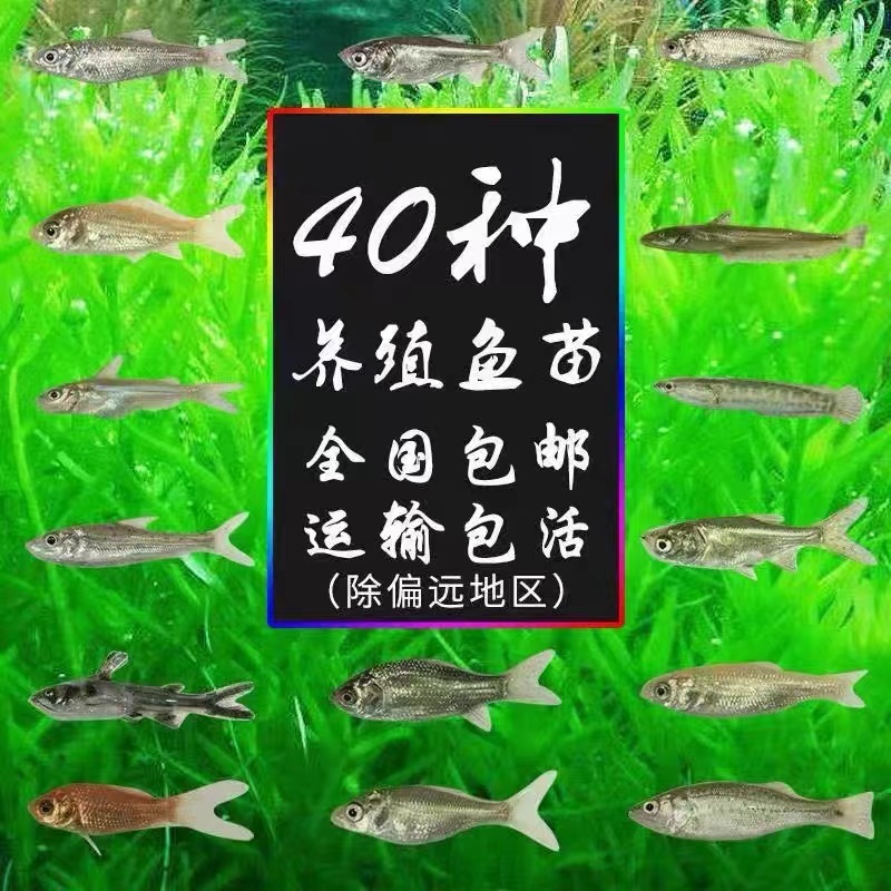 【精选推荐】优质青波清波鱼苗中华倒刺鲅鱼量大价低一手货源