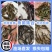 【精选推荐】优质青波清波鱼苗中华倒刺鲅鱼量大价低一手货源